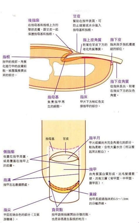 指甲部位|指甲